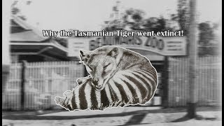 Why the Tasmanian Tiger Became Extinct [upl. by Valonia]