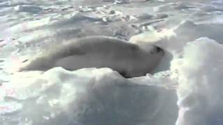 seal 2flv [upl. by Moria669]