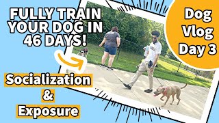 Leash Walking and SocializingExposure  Dog Vlog Day 3 [upl. by Ahseenal]