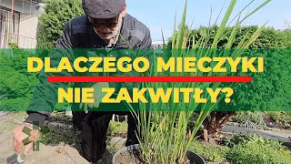 Dlaczego mieczyki nie zakwitły [upl. by Apfelstadt861]