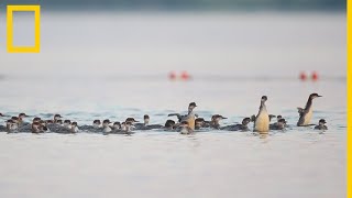 Esta mamá pata tiene a sus 76 patitos en fila  National Geographic en Español [upl. by Oreste]