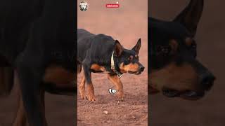 Australian Kelpie 🧠🐕 The Genius Herding Dog🐾woofpassion AustralianKelpie SmartDogs pets [upl. by Undis593]