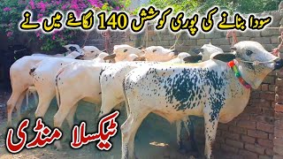 Taxila Mandi Part 2 Latest Update June 2023  Soda Banany Ki Pori Koshsh [upl. by Elokcin]