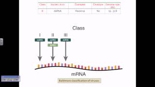 Baltimore classification of viruses [upl. by Bill]