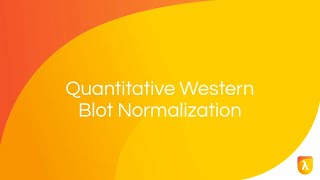 PreImmunodetection Membrane Staining  Normalization Strategies [upl. by Carbo]