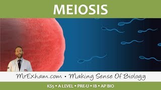 Cell Replication  Meiosis  Post 16 Biology A Level PreU IB AP Bio [upl. by Morel902]