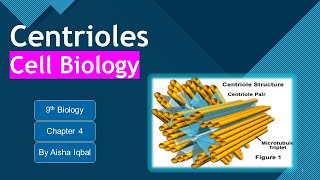 Centrioles class 9 [upl. by Eiramit]