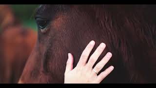 All The Wild Horses Ray Lamontagne Cover leoelis1 [upl. by Hsoj]