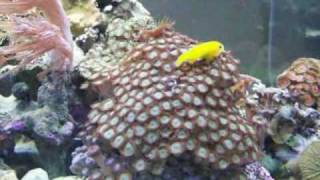 Episode 19  Should I care for a yellow clown goby [upl. by Ekez889]