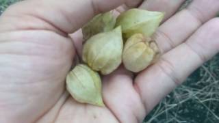 Physalis Fruit The Golden Berry with health Benefits  Plant Collection [upl. by Enicnarf]