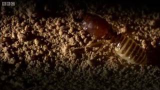 Defending the ant nest from intruders  Ant Attack  BBC [upl. by Hennessy340]