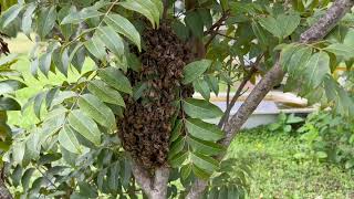 🐝 Hiving a small swarm into a mini mating nuc Orara Valley Honey March 2024 [upl. by Wehrle824]