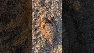 Horned Toad Sonoran Desert [upl. by Huberty]