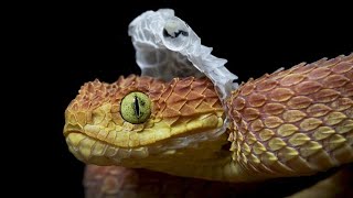 How do Snakes shed their skin   Molting in snakes and other animals Why animals shed their skin [upl. by Nnazus223]