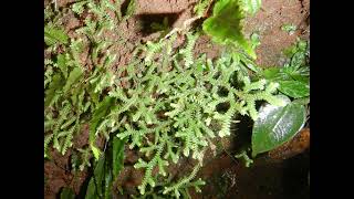 Selaginella in Ecuadorian rainforest [upl. by Aik]