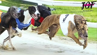 Greyhound Dog Racing  Track Race 320m [upl. by Brause265]