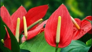 101 ऐन्थूरियम के एक पेड़ से अनेक पेड़ कैसे बनायें  How to propagate Anthurium [upl. by Annayehc446]