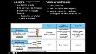 Immunology innate immunity the Cell Adhesion Molecules [upl. by Auhso752]