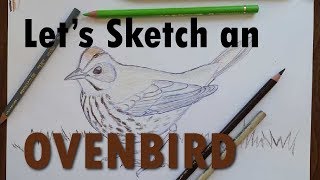 How to Sketch an Ovenbird [upl. by Cristal]