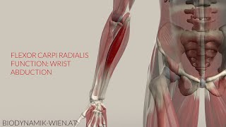 Flexor Carpi Radialis Function Wrist Abduction 3D Animation [upl. by Sabina]