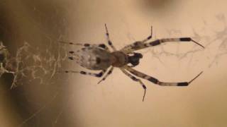 Uloboridae Spider species  hackled orbweaver or cribellate orb weavers [upl. by Yecnahc164]