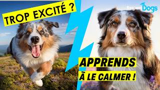 Dépense physique  Surexcitation 🤪  Surstimulation 💥  Fautil dépenser mon chien 🐶 à ce point [upl. by Leeke]