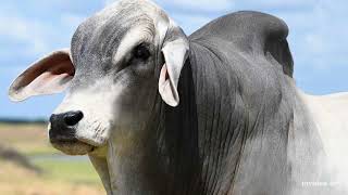 Brahman cattle  The sacred breed [upl. by Adnilrev]