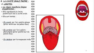 ANATOMIE FMPM LA CAVITÉ BUCCALE [upl. by Enisaj]