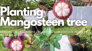 How To Plant Mangosteen Tree  Garcinia mangostana [upl. by Lytsirk]