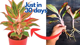 chinese evergreen propagation  lipstick aglaonema plant propagation🍀😍 [upl. by Yhtomot]