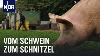 Schweinefleisch Vom Ferkel zum Bioschnitzel  Wie geht das  NDR [upl. by Hedy881]