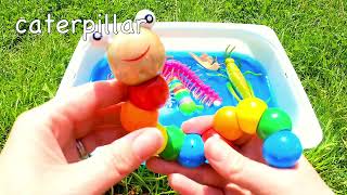 Learn bugs insects names for babies toddlers preschoolers kids [upl. by Kokaras]