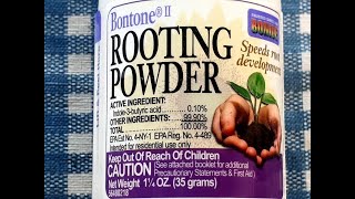 Powder rooting hormones how much to use African violets traduction française incluse [upl. by Khalsa]