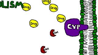 Mechanism of Cytochrome P450 CYP metabolism induction and inhibition [upl. by Wira463]