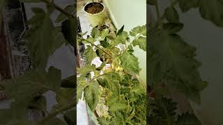 😀Green chilli plant flowers for the first timetrending shorts plants reyanshseeratfunnyshorts [upl. by Renato]