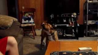 Will Make Your Dog Howl with Squeaky Toy [upl. by Ayana]