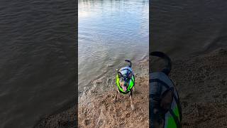 Australian Kelpie playing fetch at the lake dog kelpie fetch pet pets petvideos fyp doggo [upl. by Rainah77]