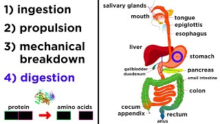 The Digestive System [upl. by Durham]