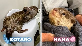 カワウソコタローとハナ どっちもかわいいお風呂上がり Otter KotaroampHana After A Bath [upl. by Nosnev612]