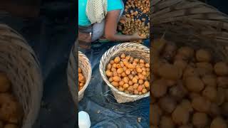 Betel nut cultivation सुपारी की खेती का गजब तरीका। farmers meghalaya shortvideo betelnut crop [upl. by Maxine280]