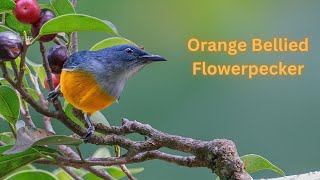 orange bellied flowerpecker [upl. by Tailor909]