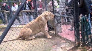 Lion Feeding at the Adelaide Zoo [upl. by Zobkiw]