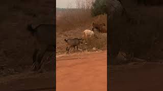 वायरल Les Trois Chèvres Déchaînées  Leur Cri Résonne dans le Village [upl. by Adnesor20]