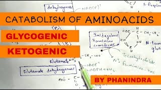 Catabolism of Aminoacids  Degradation  Glycogenic and Ketogenic Aminoacids [upl. by Aeila]