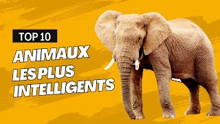 Top 10 des Animaux les Plus Intelligents  Découvertes Fascinantes [upl. by Juno990]