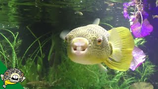 Tetraodon Mbu Puffer Largest Freshwater Puffer from Lake Tananyika Eating Clams [upl. by Hoenack]