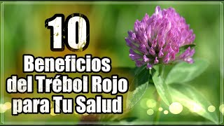 TREBOL ROJO 10 Increíbles Beneficios del Trébol Rojo para Tu Salud [upl. by Innoc824]