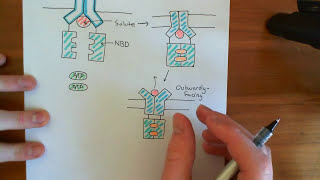 ATPBinding Cassette ABC Transporters Part 3 [upl. by Lorrimor]