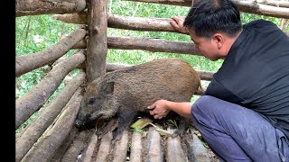 Survival instinct wilderness alone domestication of wild boar Building a life Ep 131 [upl. by Anahsirk660]