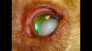 Common Conditions in Veterinary Ophthalmology [upl. by Lrae440]